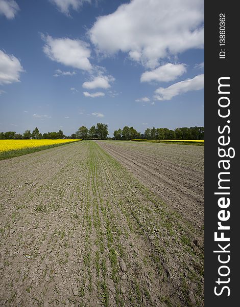 Yellow oilseed rape