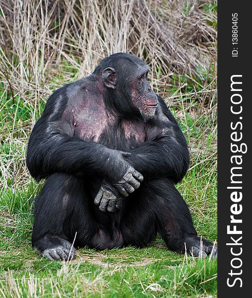 Chimpanzee sitting in a human position