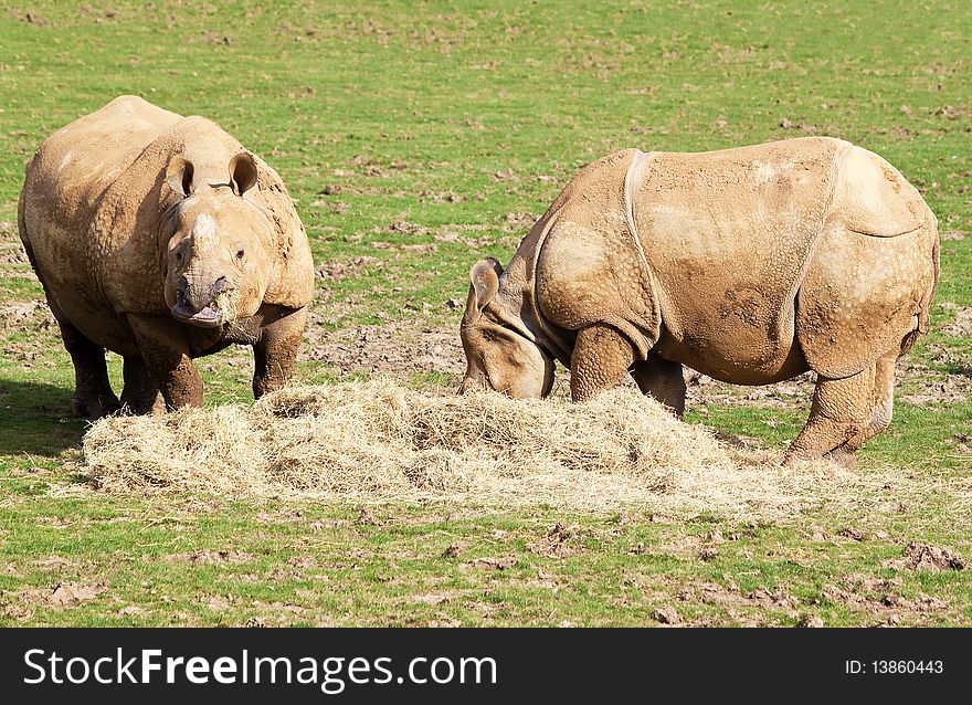 Two nepal rhinos eating in a grass field