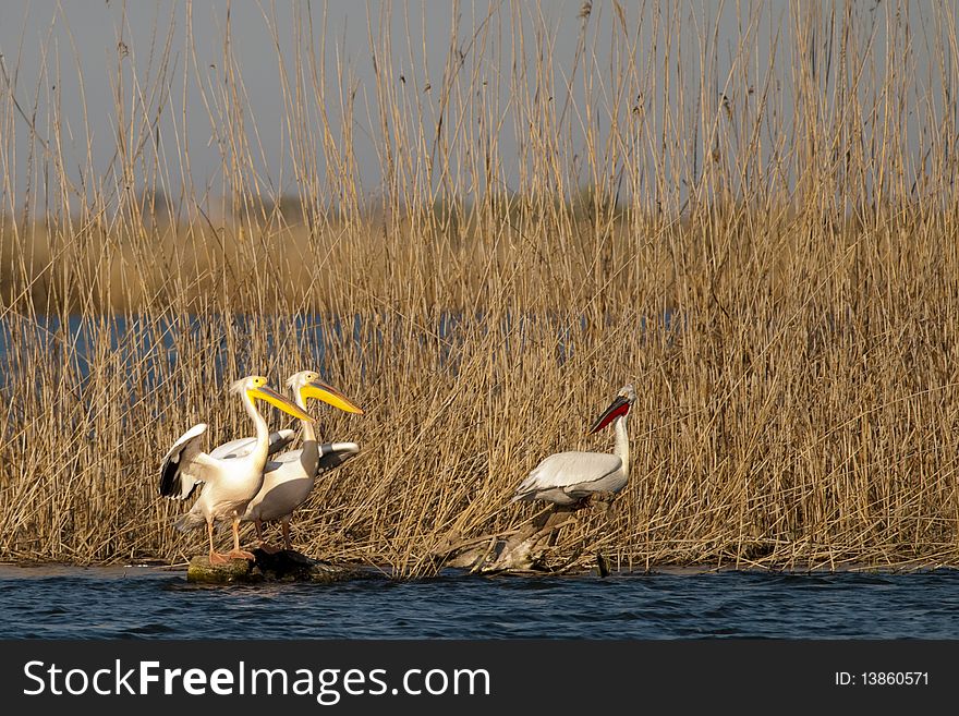 Two Great White and one Dalmatian Pelicans