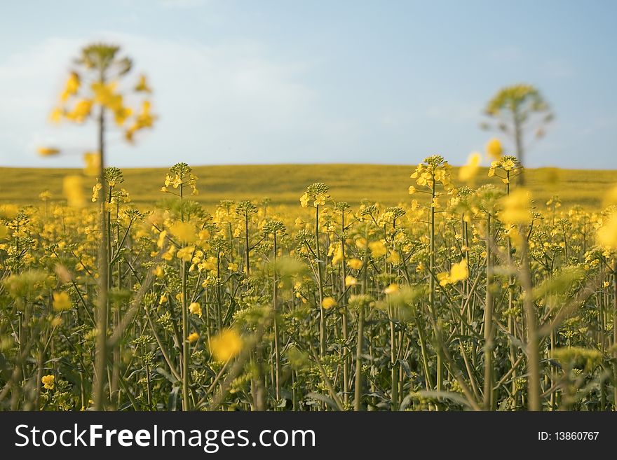 Beautiful sunny field with yellow flowers and blue sky. Beautiful sunny field with yellow flowers and blue sky.