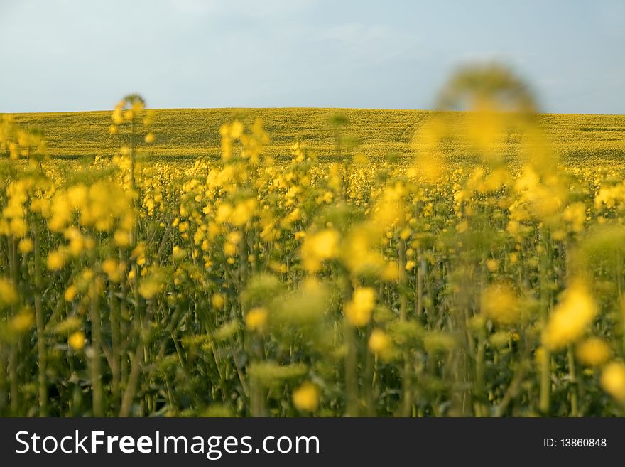 Close up of wide sunny field with yellow flowers. Close up of wide sunny field with yellow flowers.
