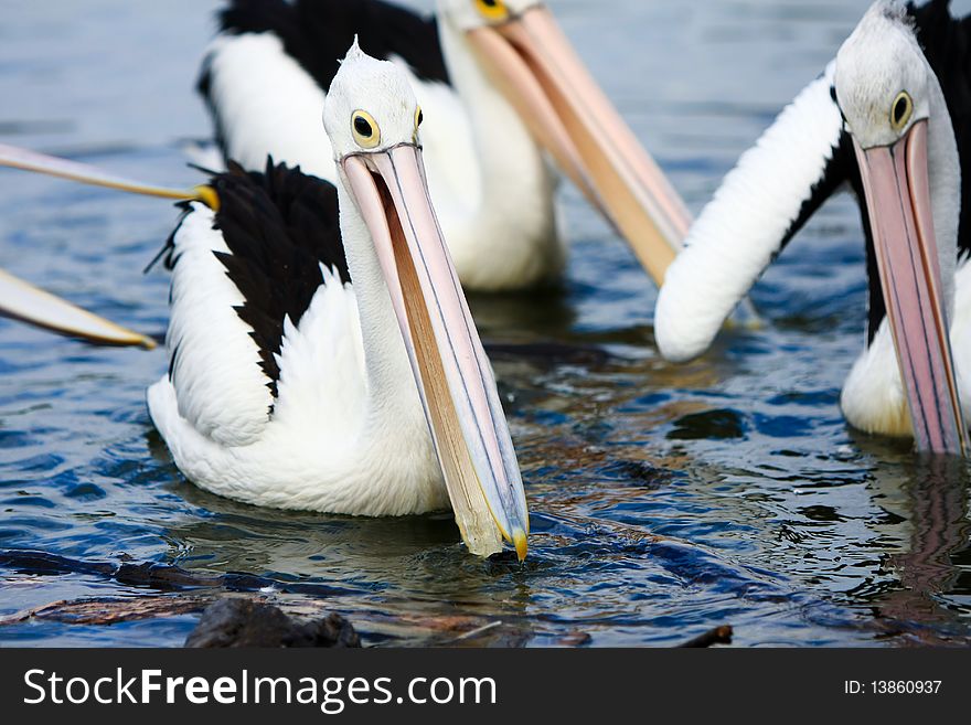 Pelicans Gathered Together In A Pond