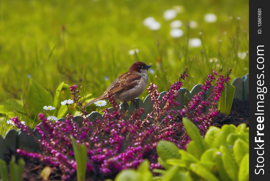 Sparrow in the Green Grass and plants