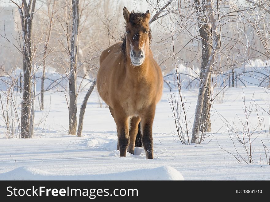 Brown nice horse on snow in winter forest