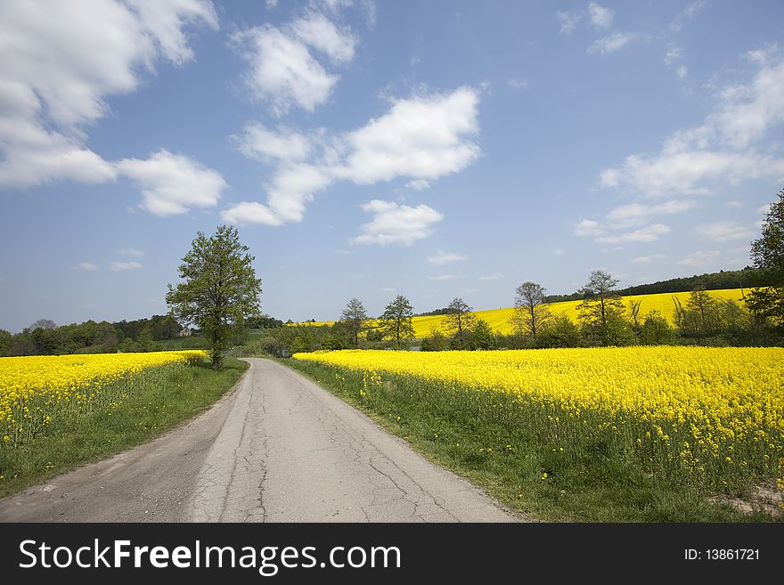 Yellow oilseed rape in southern Poland
