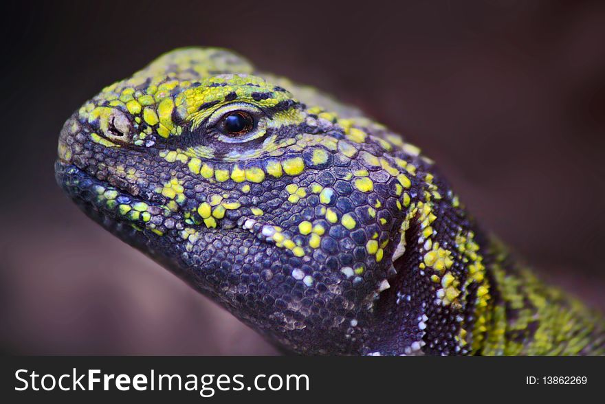 Detailed photographs of the head agama