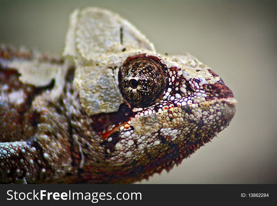 Detailed photographs of the head chameleon. Detailed photographs of the head chameleon