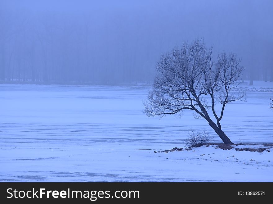 Single tree in winter weather by the frozen lake