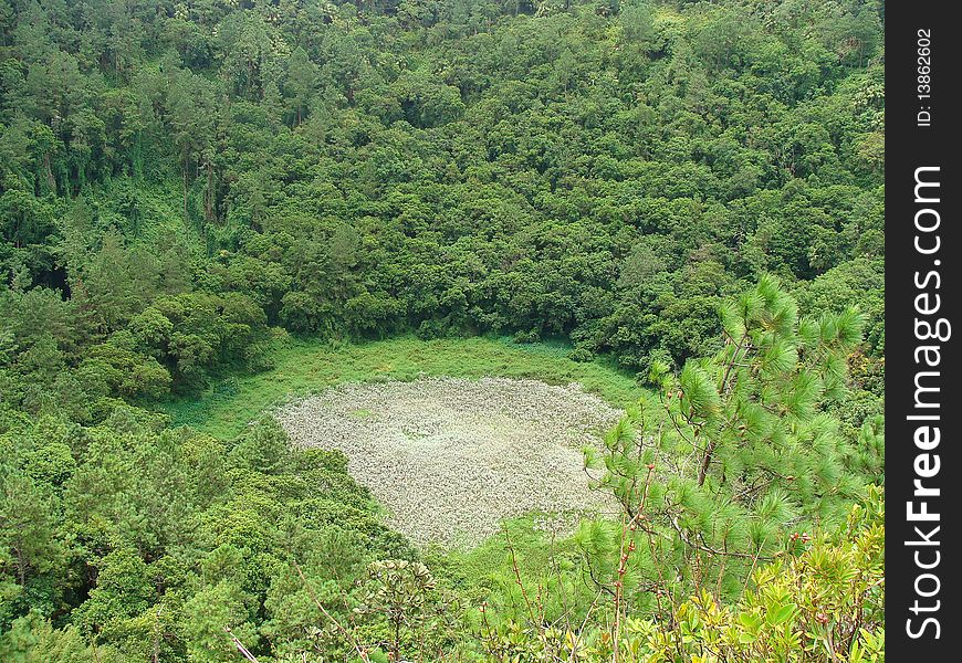Various types of exotic plants / fauna grown in a crater formed by a huge asteroid, in Mauritius. Various types of exotic plants / fauna grown in a crater formed by a huge asteroid, in Mauritius.