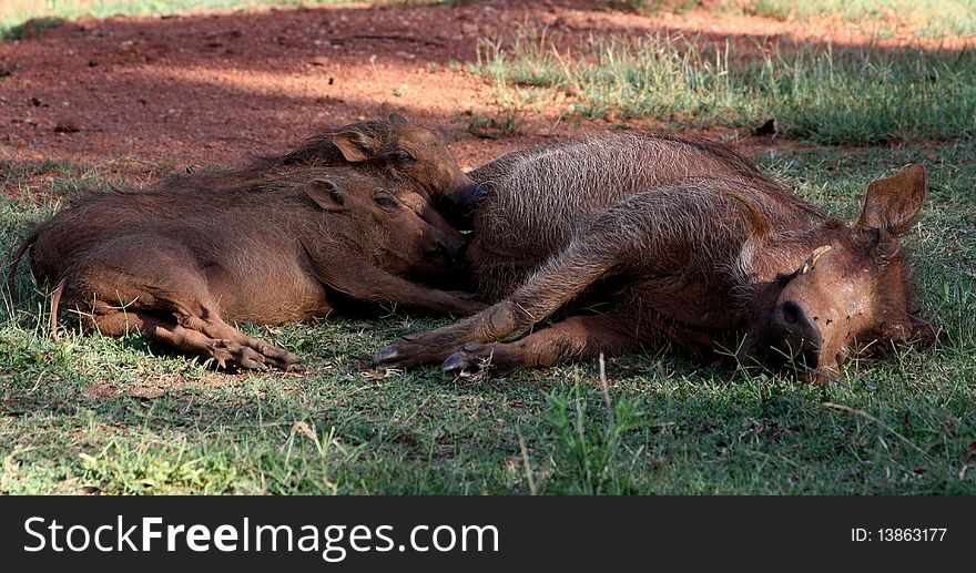 Mother wild hog feeding her babies. Mother wild hog feeding her babies