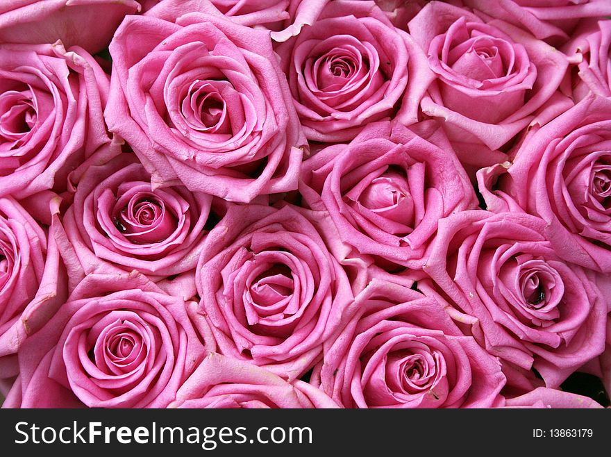 A bunch of beautiful pink roses
