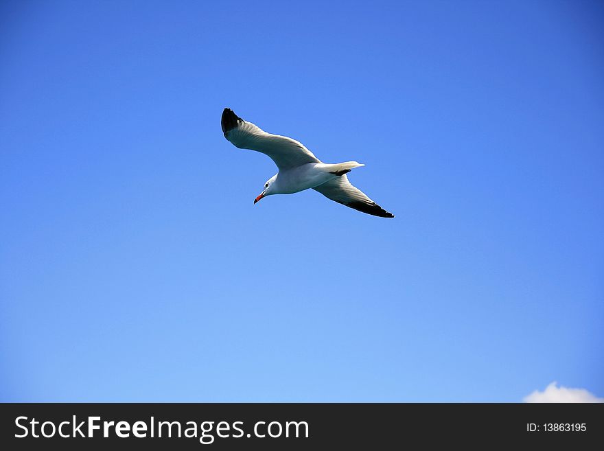 Image of a mediterranean seagull flying.