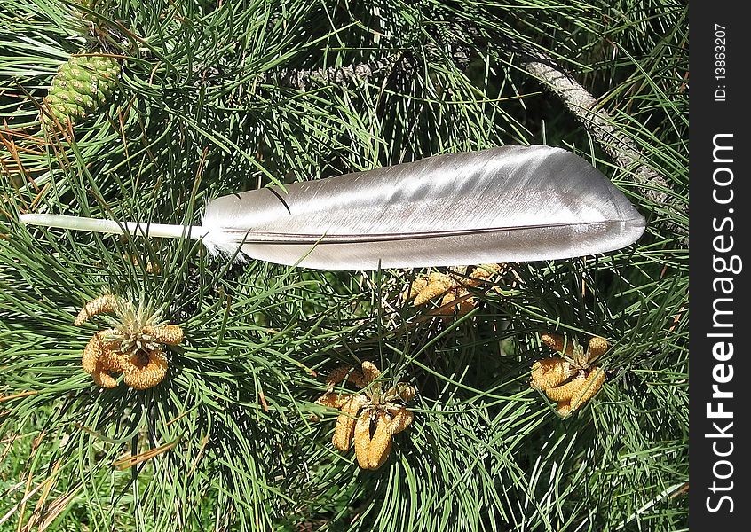 Quill on the background of fir in Thornhill, Canada. Quill on the background of fir in Thornhill, Canada