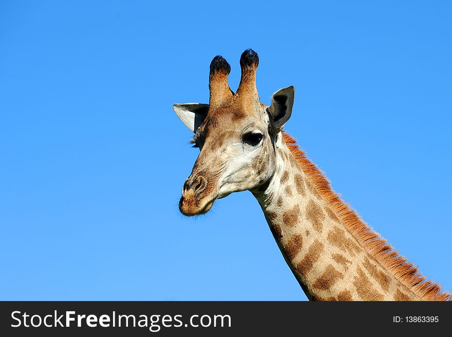 Giraffe against a blue sky in Hluhluwe-Umfolozi Game Reserve, South Africa