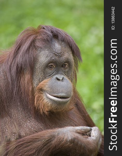 An orangutan seems to be enjoying the weather.