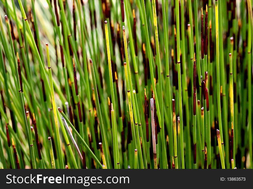 Growing young bamboo as close up