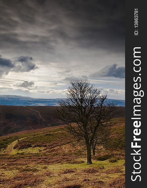 A Tree On A Moor