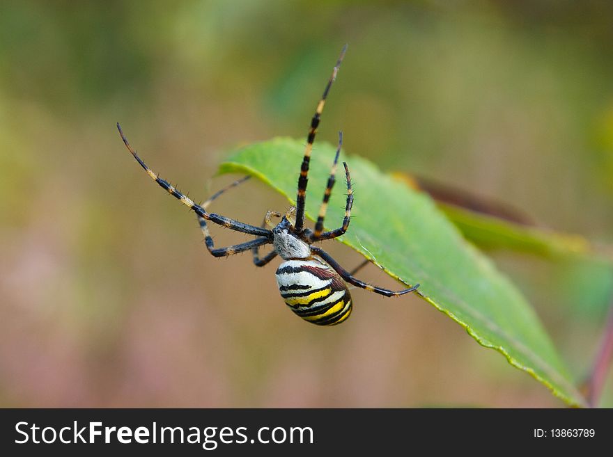 Black and Yellow garden spider macro photo with blurred background
