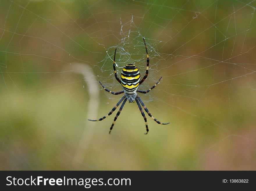 Black and Yellow garden spider macro photo with blurred background