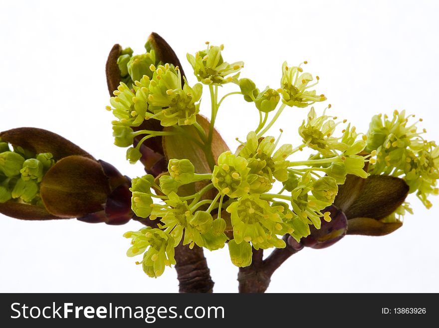 Close up of the buds of a Maple tree. Close up of the buds of a Maple tree