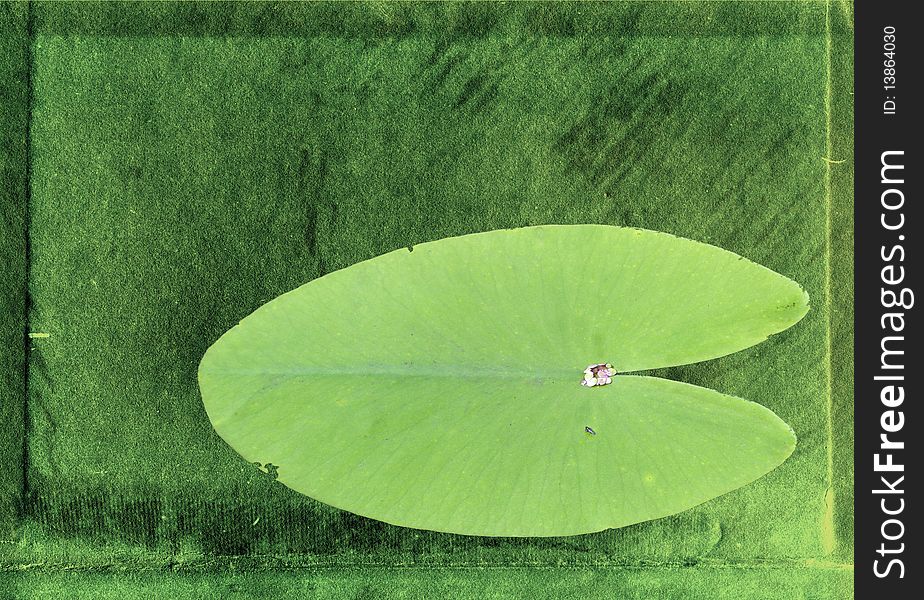 Sheet of the water lily on grunge background