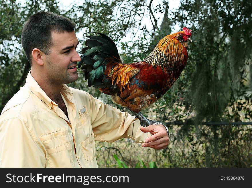 Shot of a man holding colorful rooster