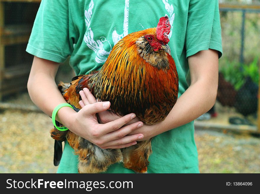 Shot of a young boy holding a beautiful rooster