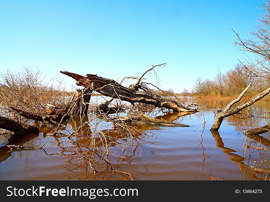 Old tree in brown water. Old tree in brown water