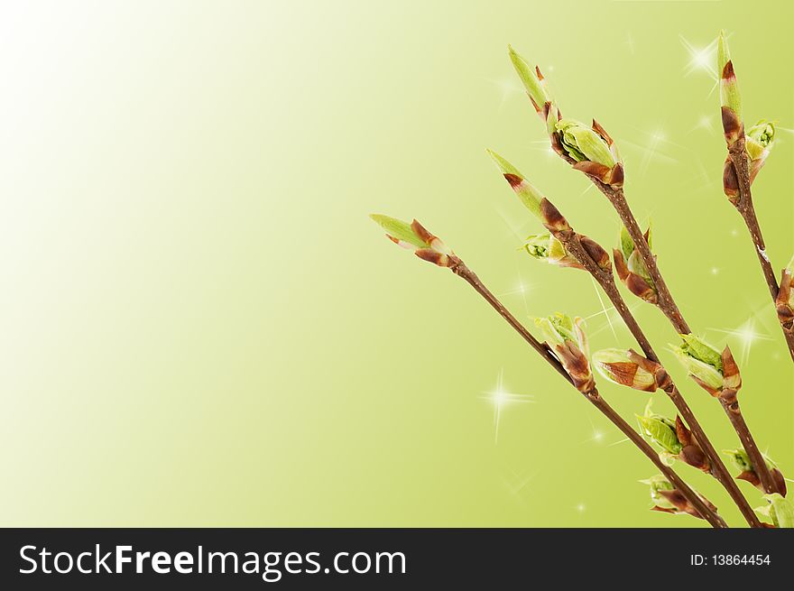 Blossoming germs of a bird cherry background