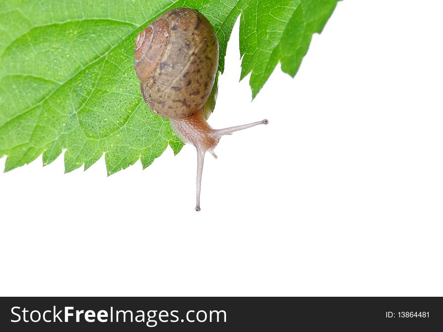 Leaves And Snail