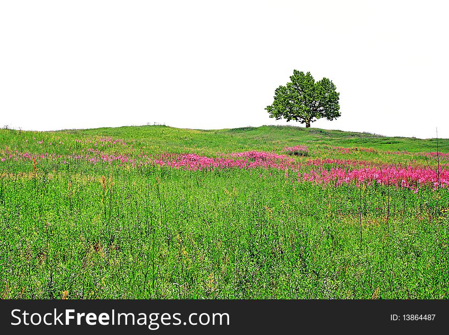 Oak On Summer Field