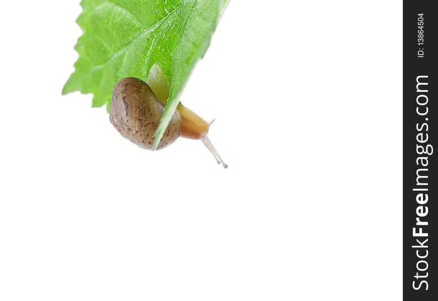 Leaves and snail