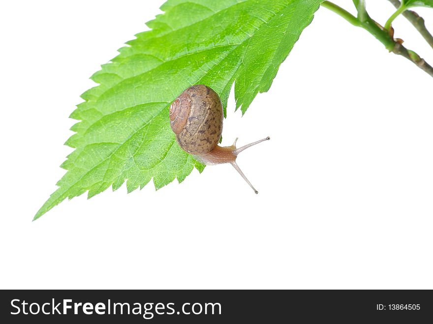 Leaves and snail