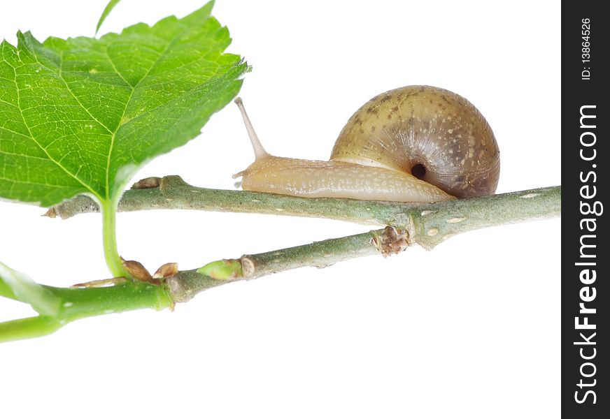 Leaves and snail