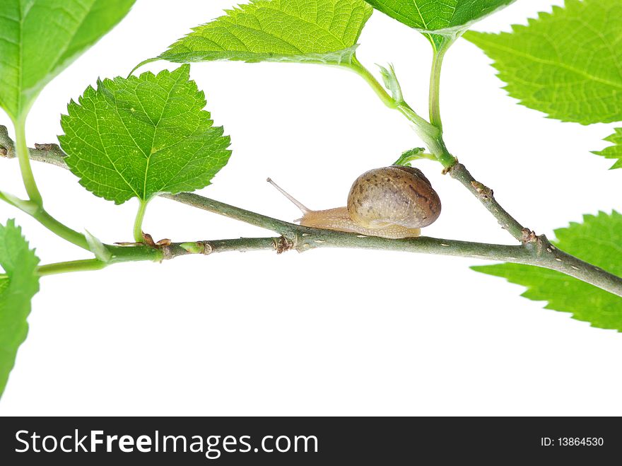 Leaves And Snail