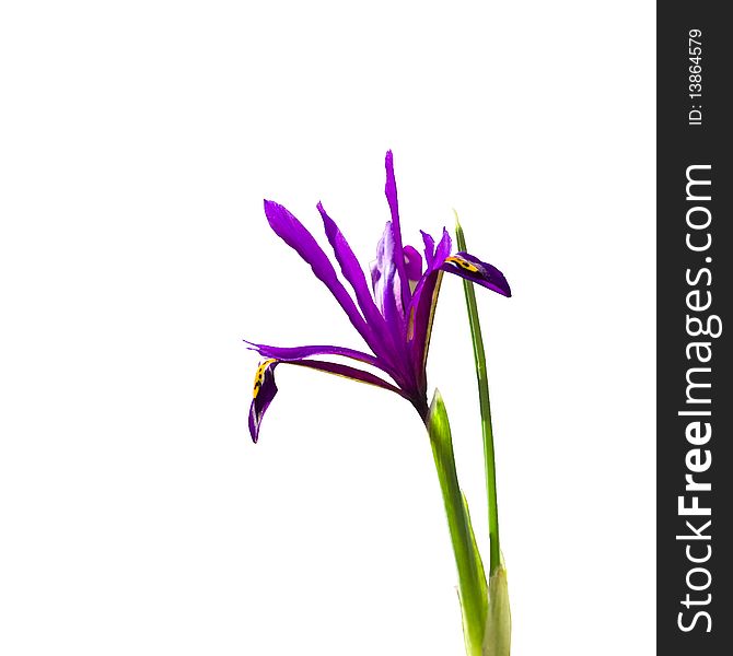 Iris flower isolated on white background (with clipping path). Iris flower isolated on white background (with clipping path)