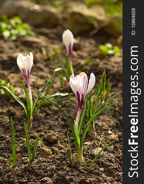 Crocus on flower bed (low DOF). Crocus on flower bed (low DOF)