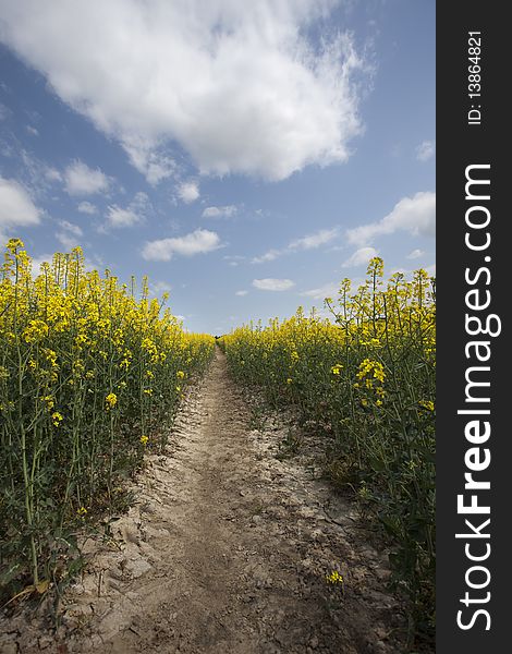 Yellow oilseed in southern Poland. Yellow oilseed in southern Poland