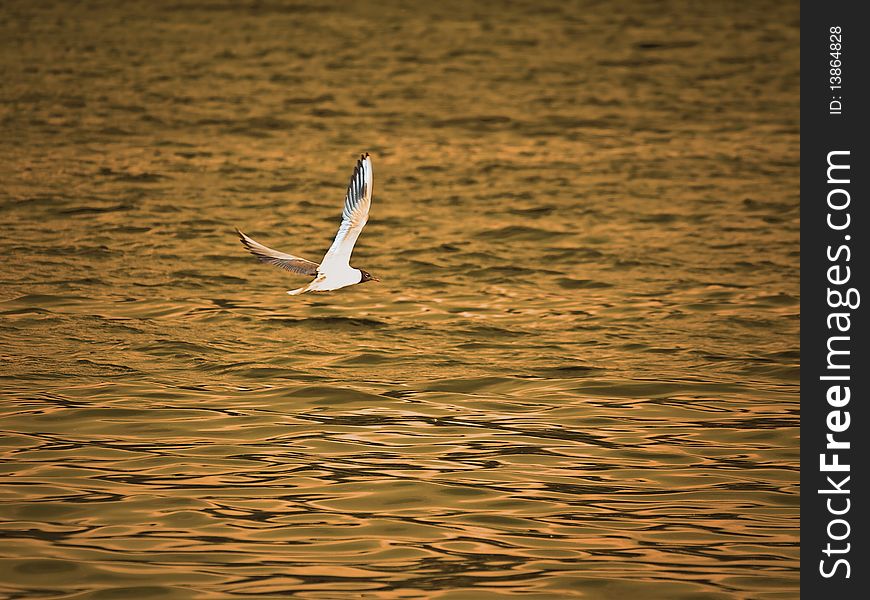 Flying Seagull over evening water. Flying Seagull over evening water