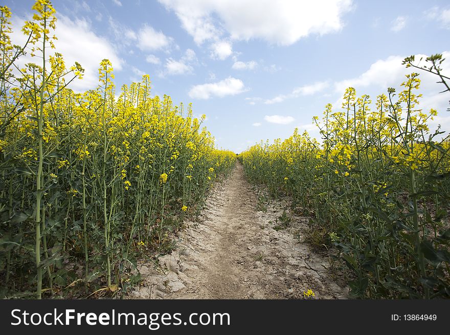 Beautiful golden fields of rape. Beautiful golden fields of rape