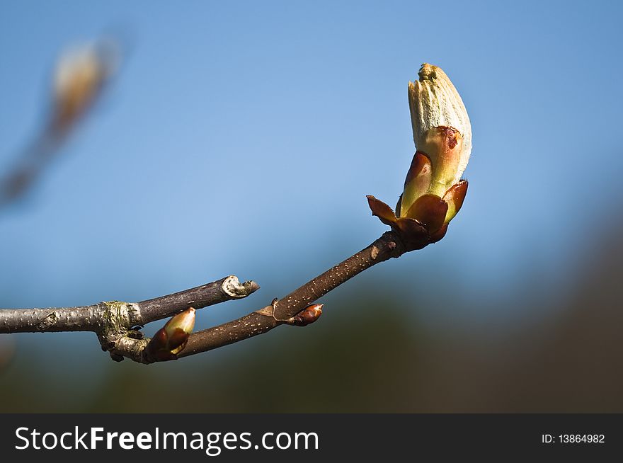 Bud of the Horse-chestnut