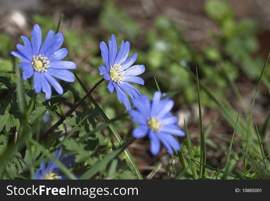 Blue anemone in April - genus Anemone - spring flowers