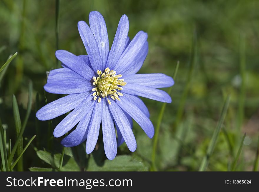 Blue anemone in April - genus Anemone - spring flowers