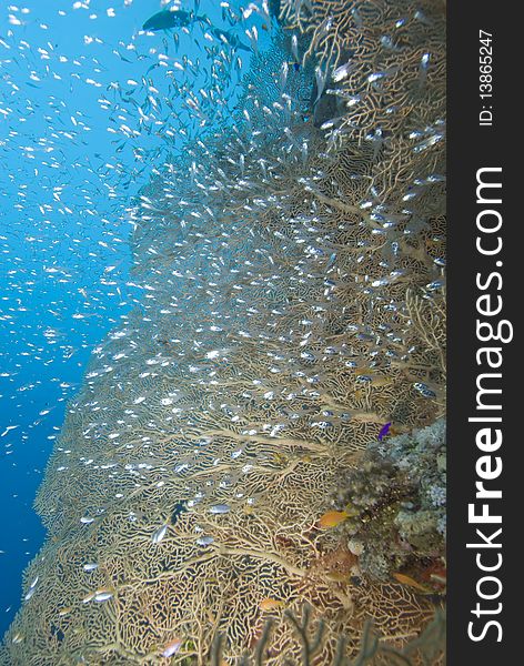 Giant sea fan (Annella mollis) with a small school of silver bait fish Red Sea, Egypt. Giant sea fan (Annella mollis) with a small school of silver bait fish Red Sea, Egypt