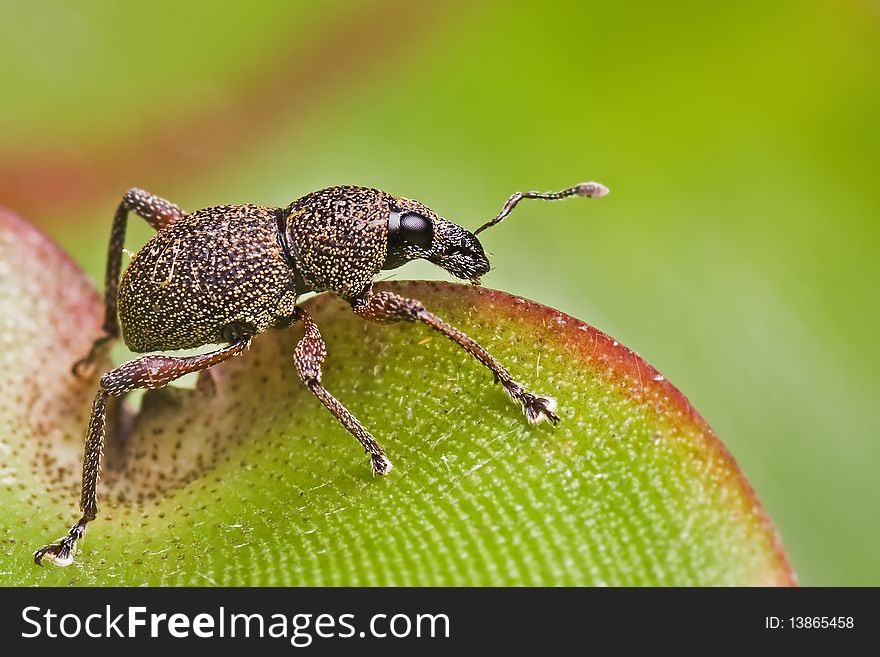 A shot to show how a tropical weevil look like