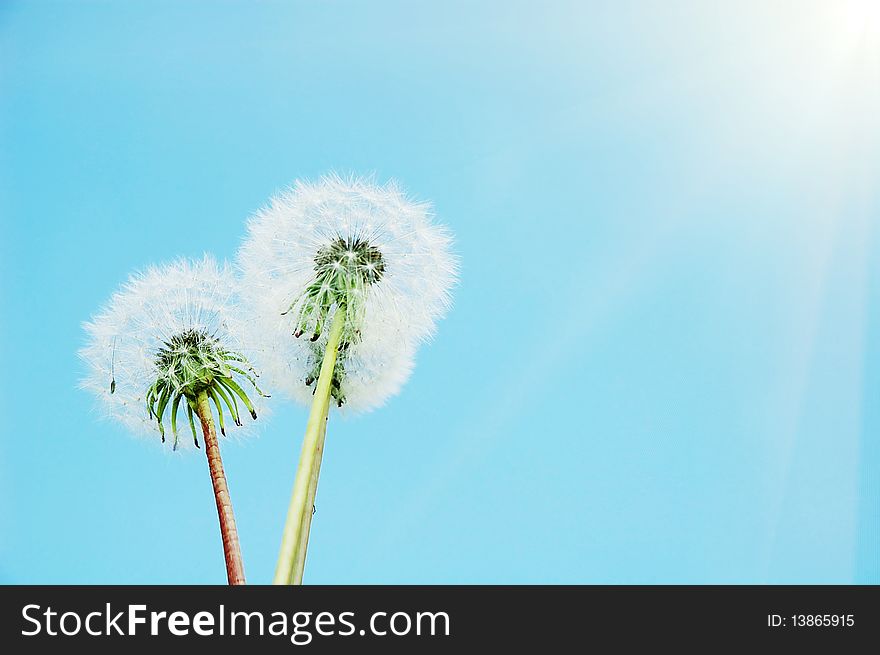 Dandelion On The Sky Background