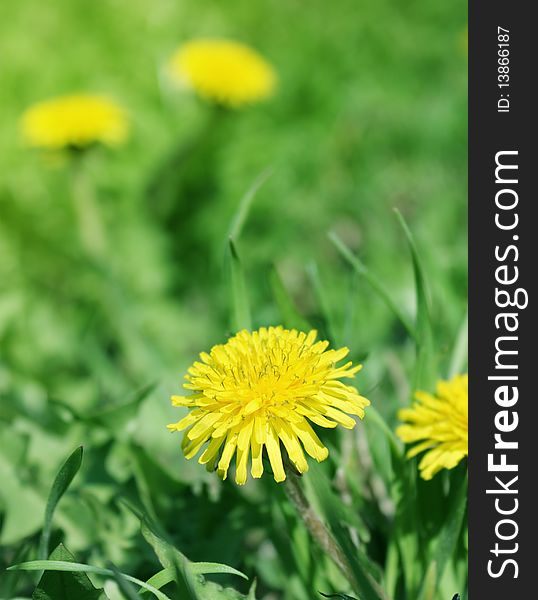 Close up yellow dandelions afield