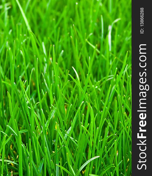 A close up photo of grass. A close up photo of grass