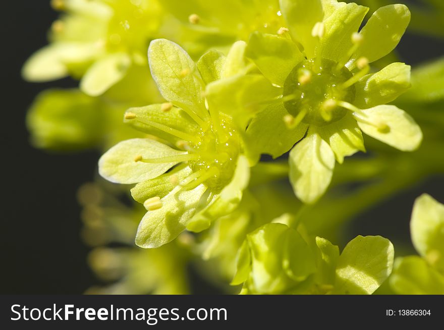 Maple Blossoms Macro